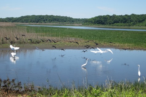 Bombay Hook National Wildlife Refuge