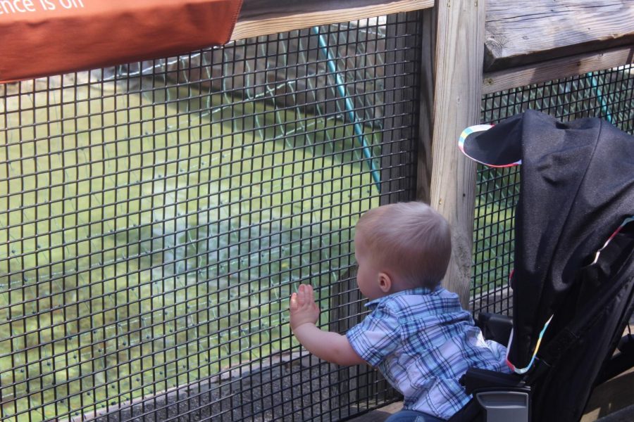 Children at the Zoo